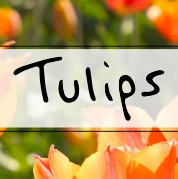 Tulips 101 ideas for tulip arrangements in a vase, indoor blooming tips, wedding centerpiece ideas + more! https://sipbitego.com/tulips-101 #flowers