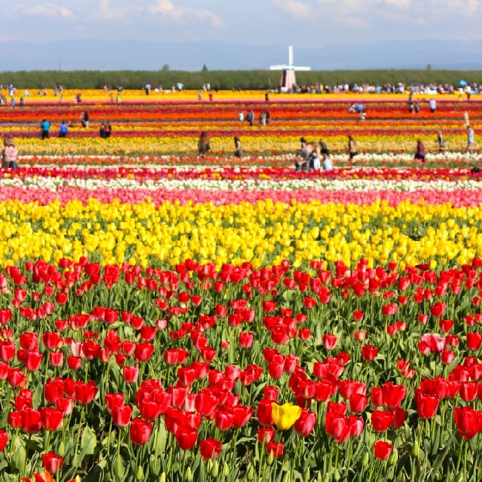 Red tulips from the Wooden Shoe Tulip Festival