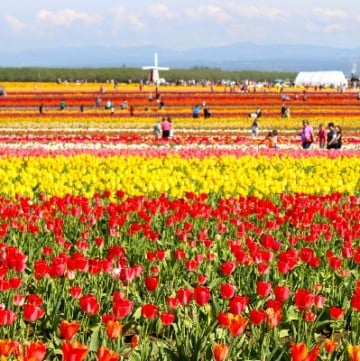 Wooden Shoe Tulip Festival during a Spring trip to Oregon
