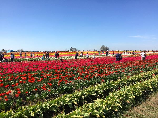 Wooden Shoe Tulip Festival during April