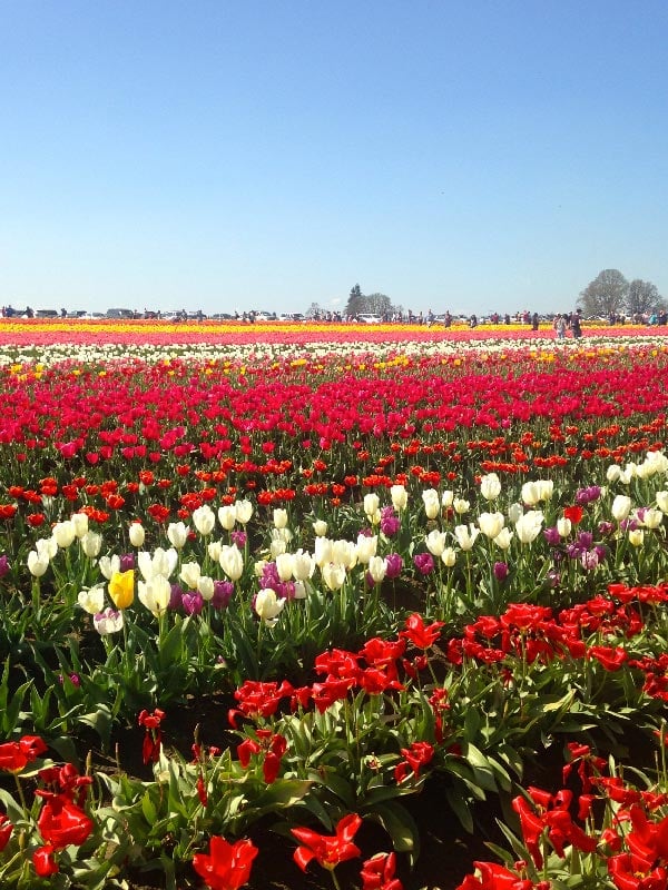 Wooden Shoe Tulip Festival during a Spring trip to Portland