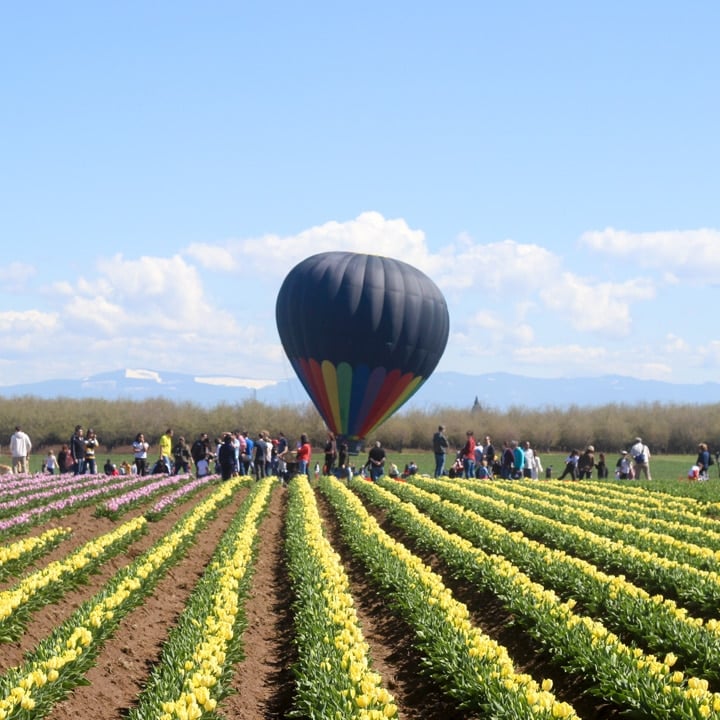 wooden shoe tulip festival field of tulips in bloom with a hot air balloon in the sky