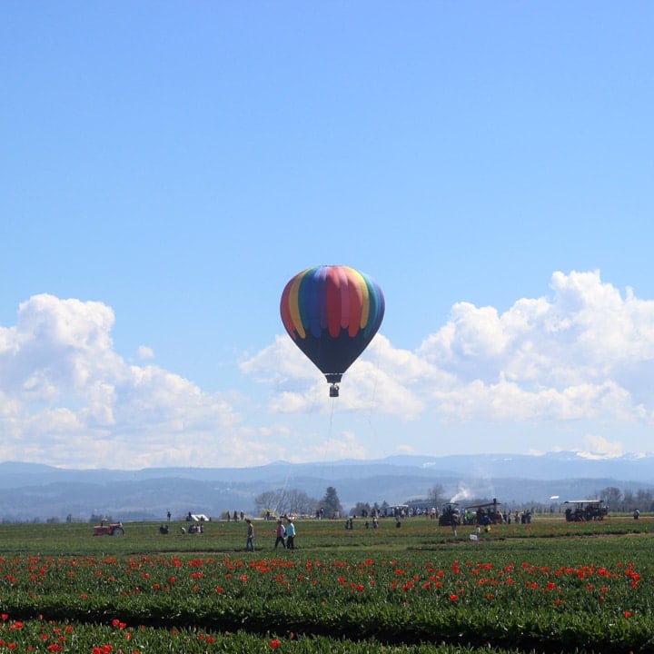 wooden shoe tulip festival in oregon