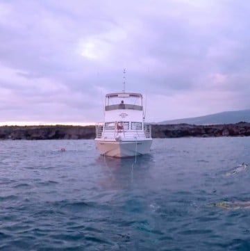 Night snorkeling with Manta Rays in Kona is the best snorkel on the Big Island. Add it to your Hawaii adventure list.