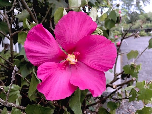 Coffee lovers visiting the Big Island: check out the Hula Daddy Kona Coffee Tours. 