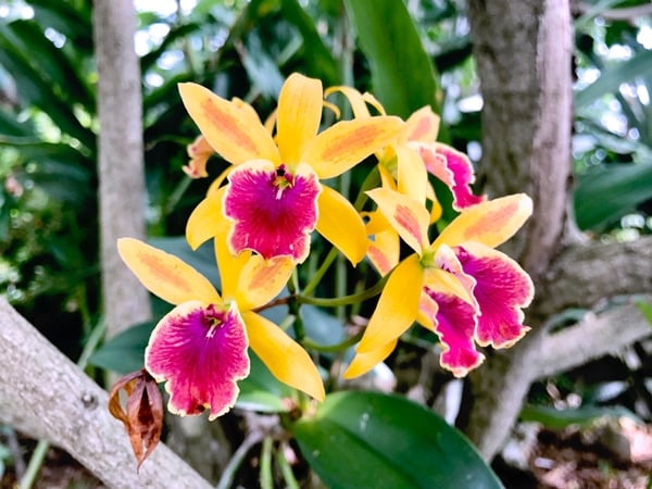 Hawaiian flowers in bright pink and yellow on the Greenwell Kona Coffee Tour