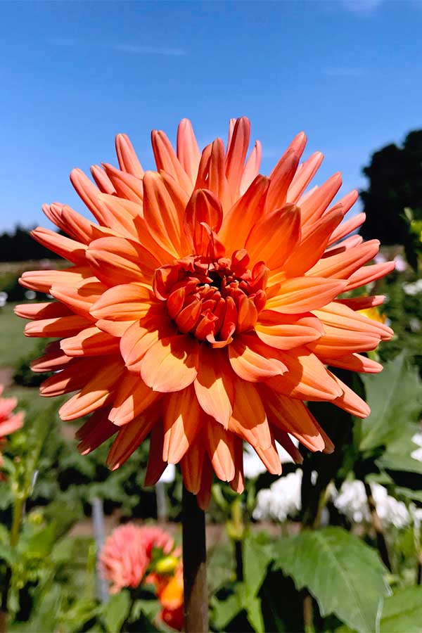 PDX day trip idea: Swan Island Dahlias in Canby Oregon - one of the most beautiful flower fields in the PNW! These are gorgeous orange dahlias.