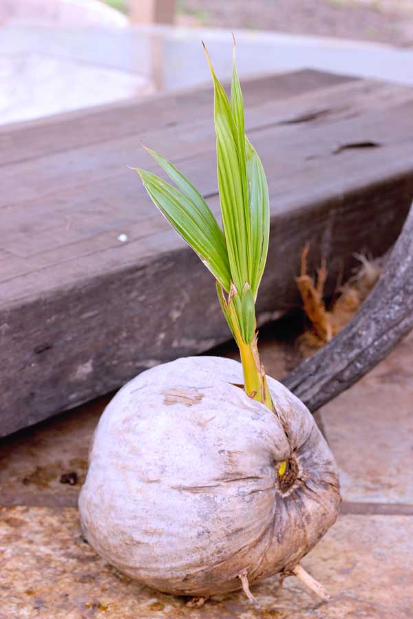 the right stage to husk a coconut