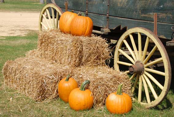 roadtrip in the fall in oregon to go pumpkin picking