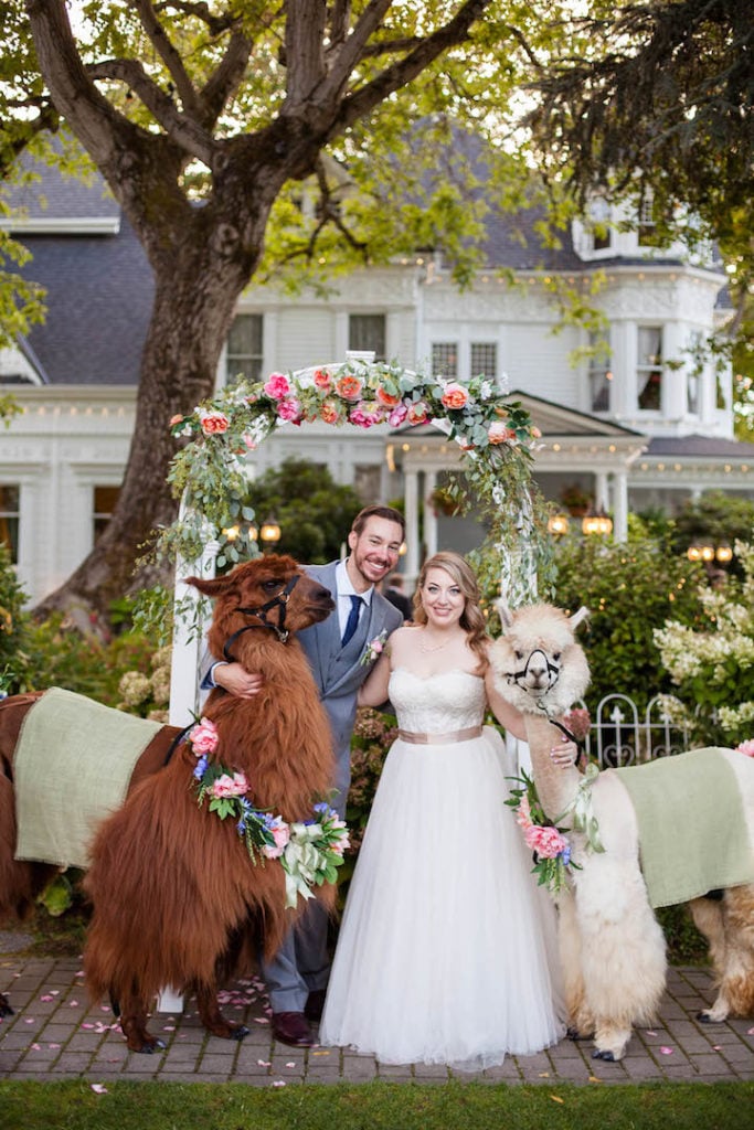 Wedding photo with portland llamas at the Victorian Belle