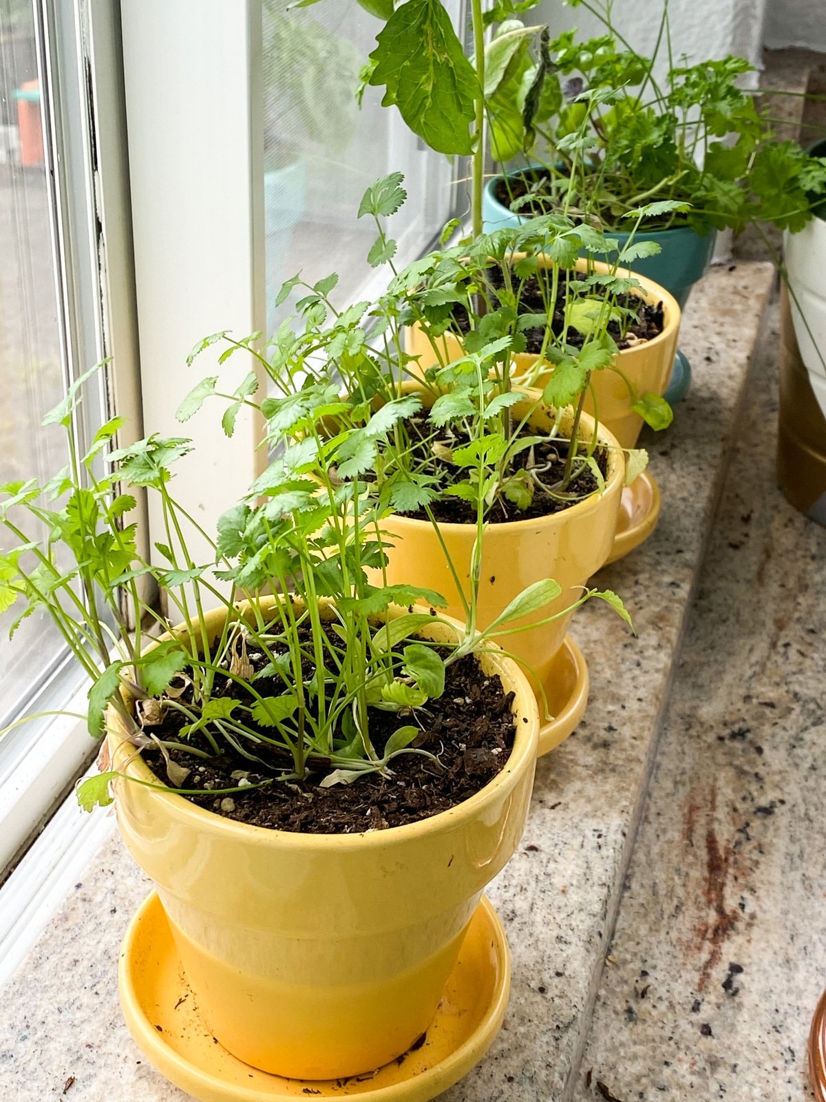 growing herbs inside for cooking