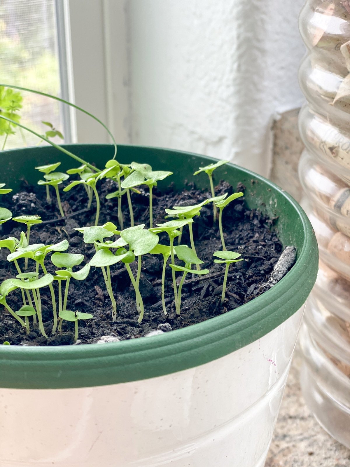 growing basil for cooking