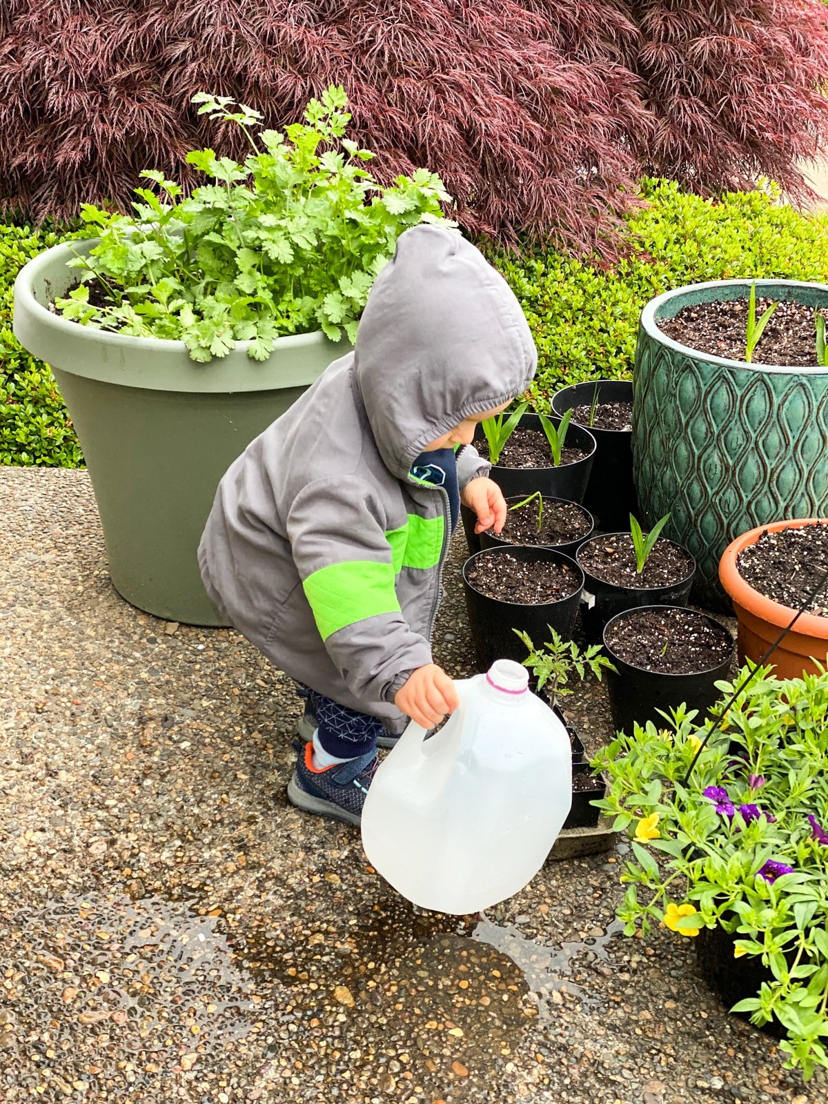 Teaching kids how to garden with herbs for cooking