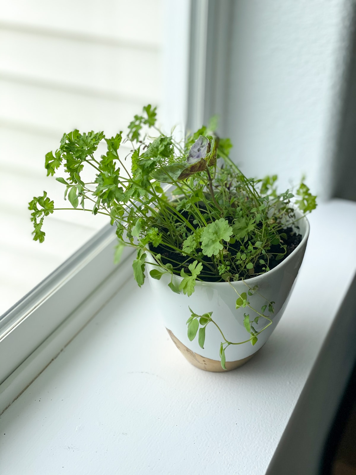 herbs growing in kitchen window