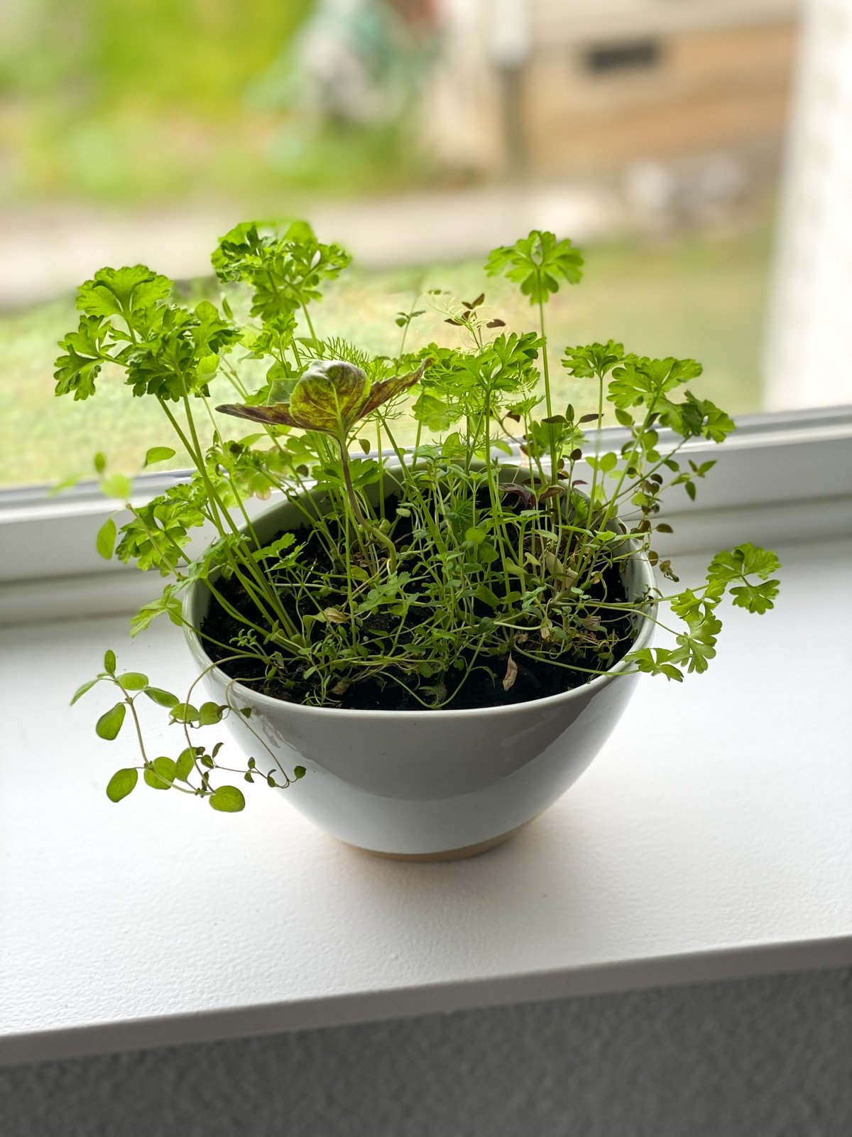 growing indoor herbs for cooking