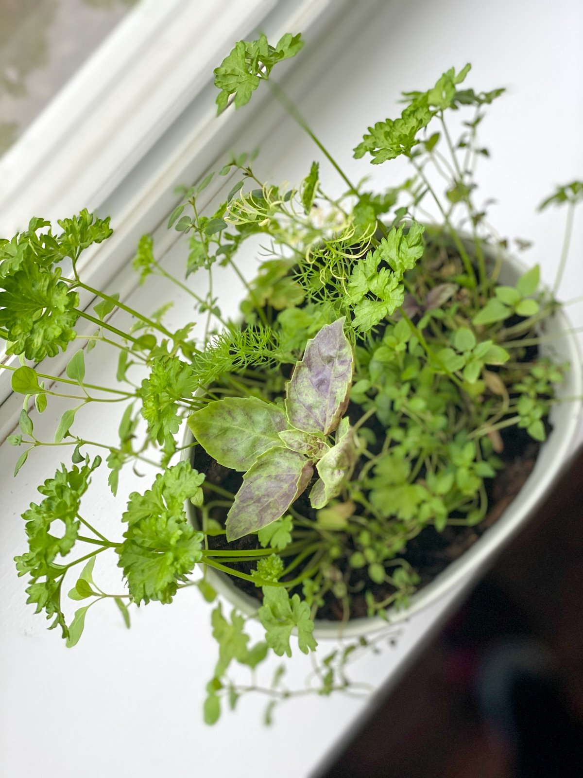 growing a variety of herbs for cooking