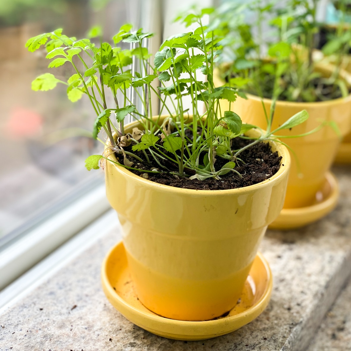 indoor herb garden for cooking showing how to grow herbs at home