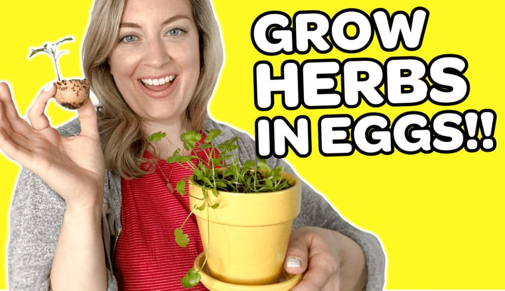 Video on How To Grow Herbs In Eggs Sip Bite Go 