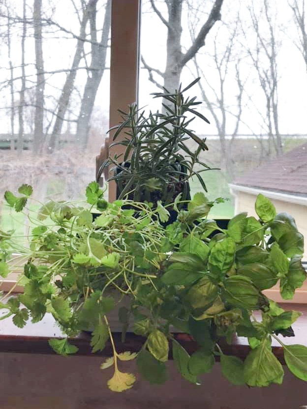 growing herbs indoors in the winter