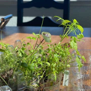 growing herbs in containers in the kitchen