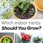 container gardening with popular herbs that thrive inside collage