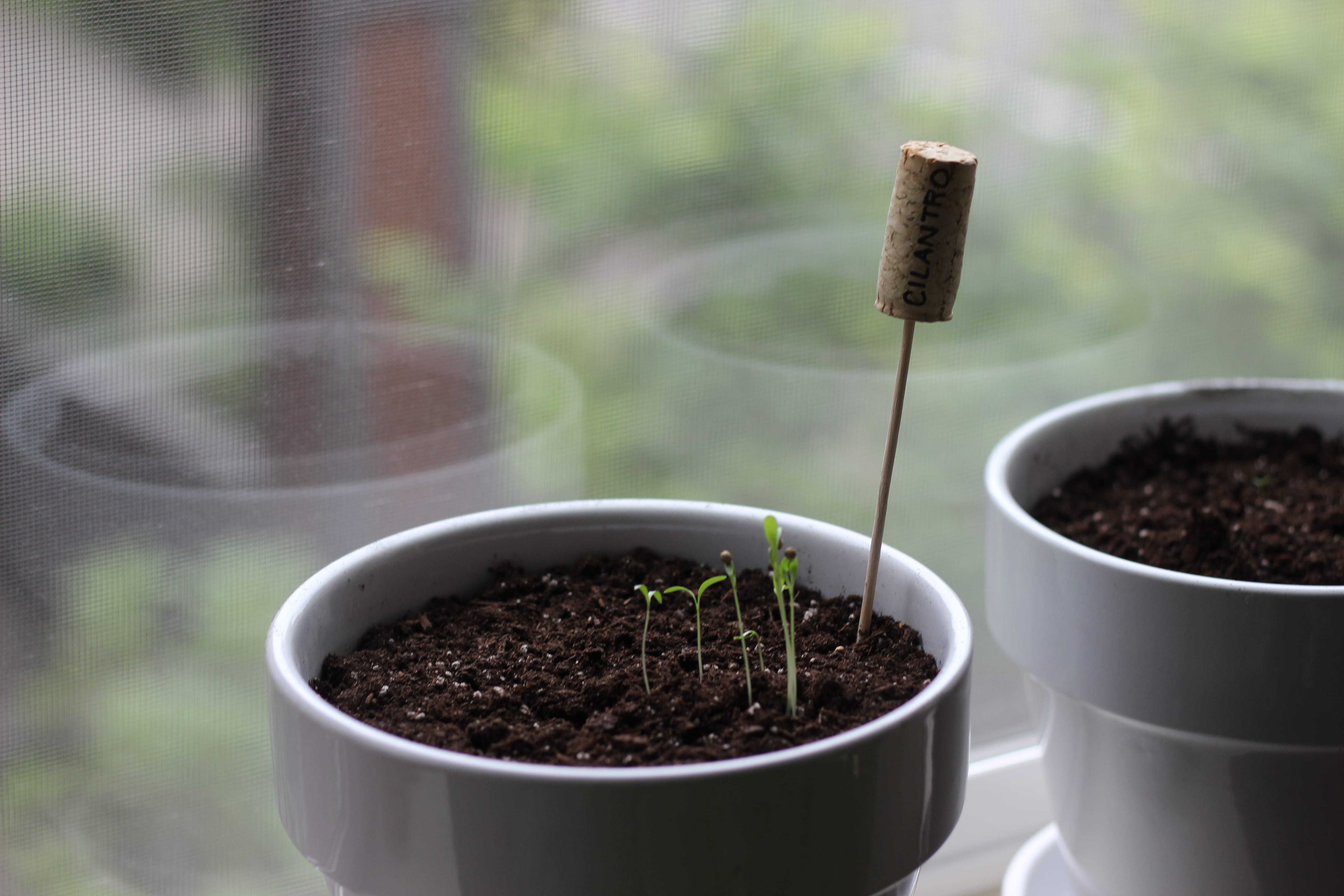 growing popular herbs inside the kitchen