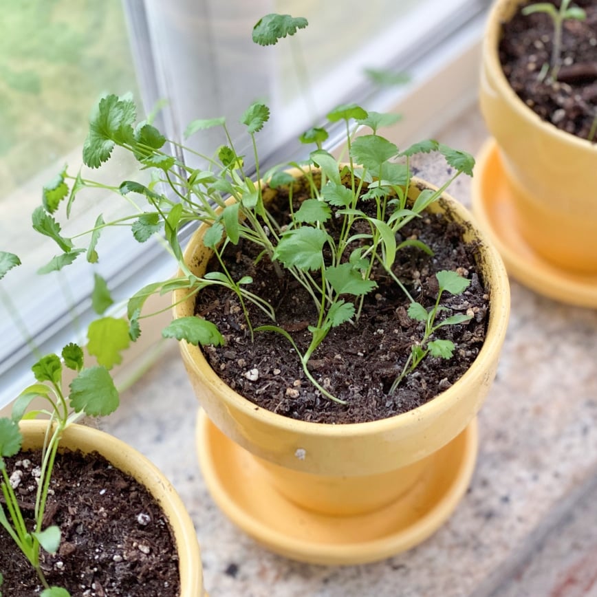 yellow planter with popular herbs that thrive inside