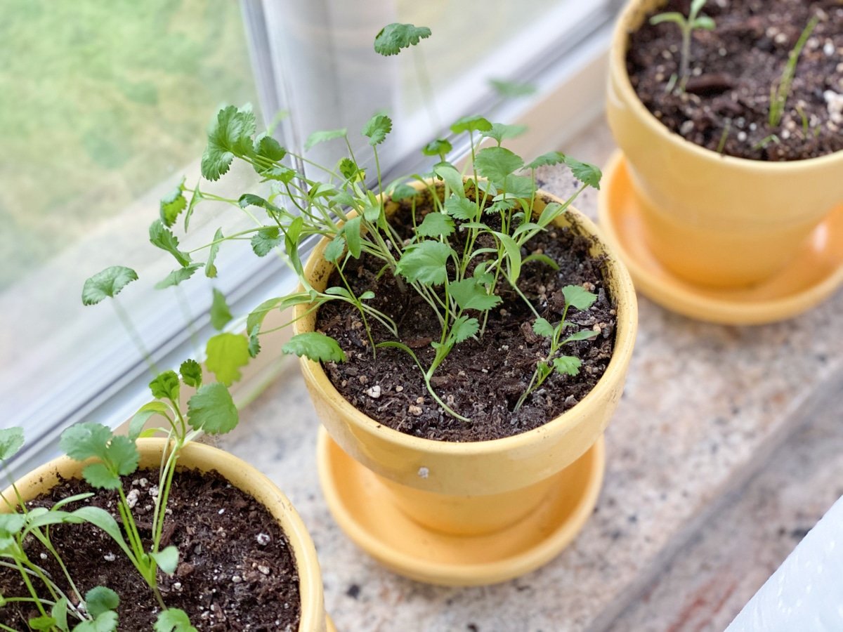 window growing popular herbs that thrive inside