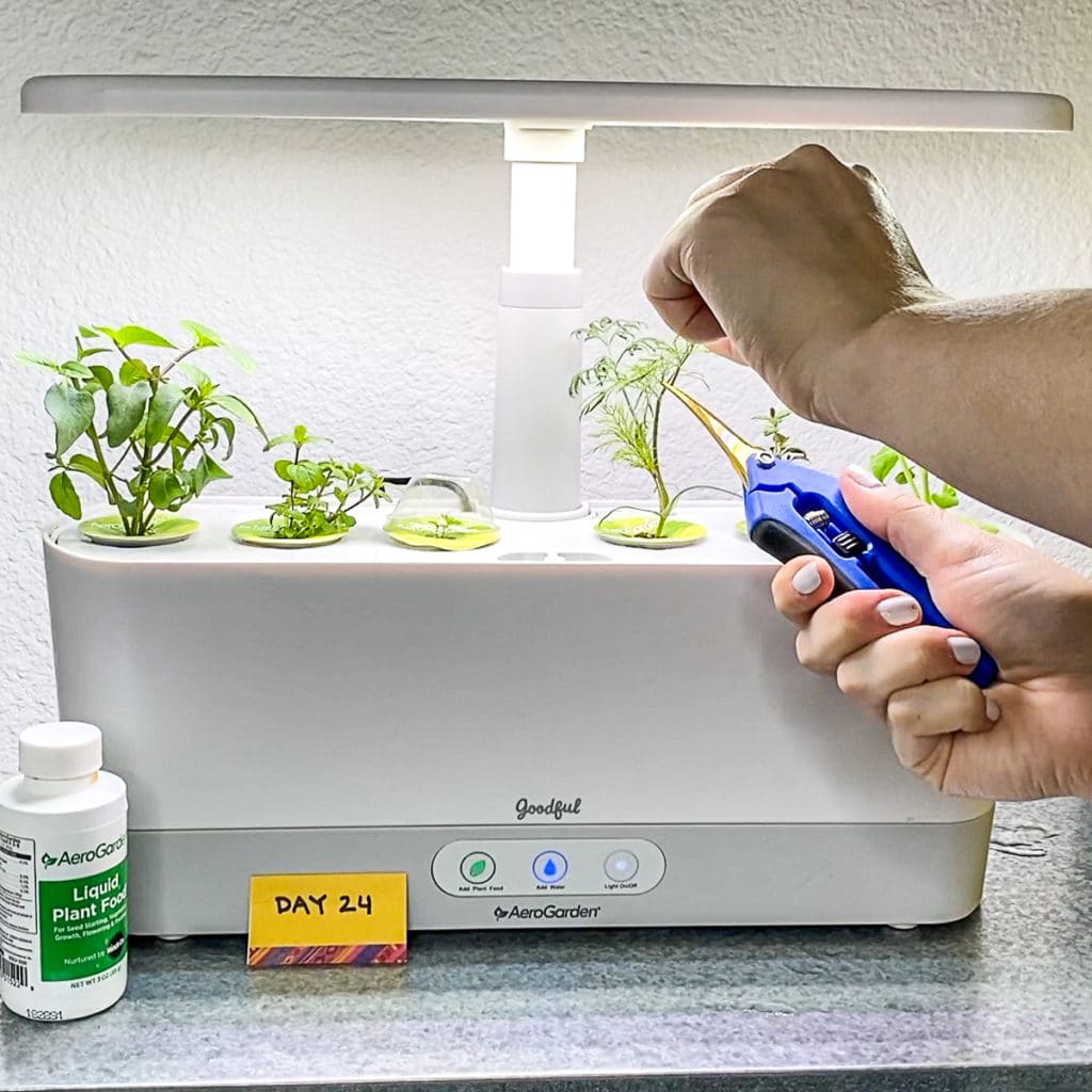 pruning aerogarden dill