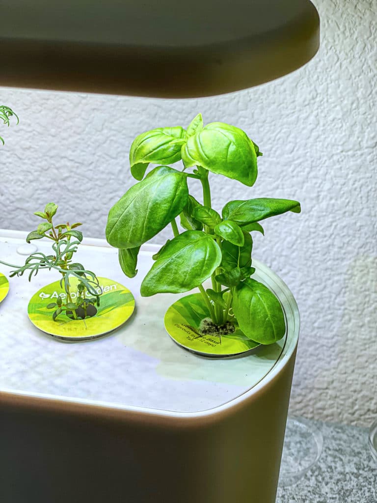 Growing basil with the Aerogarden Harvest Slim