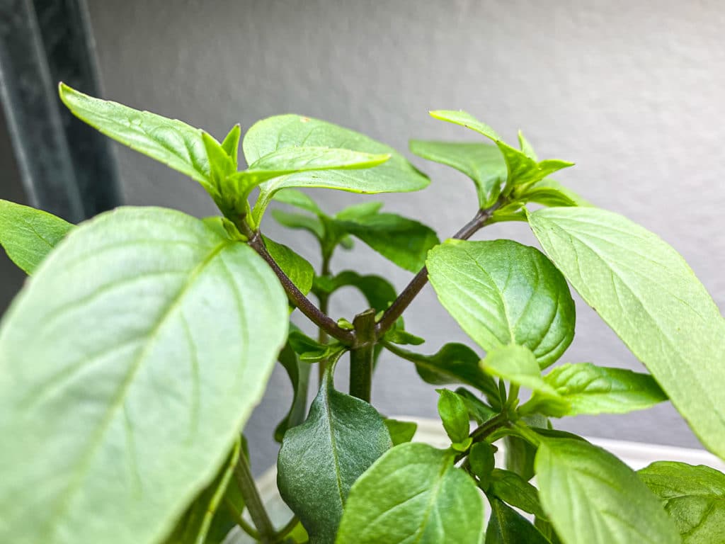 Thai Basil from Aerogarden