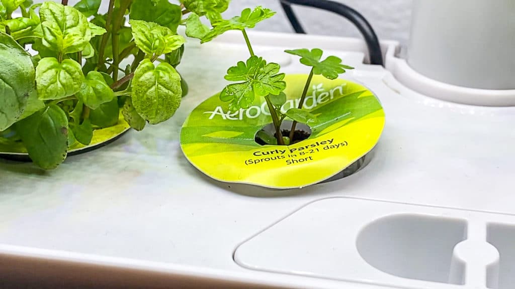 aerogarden parsley sprouting