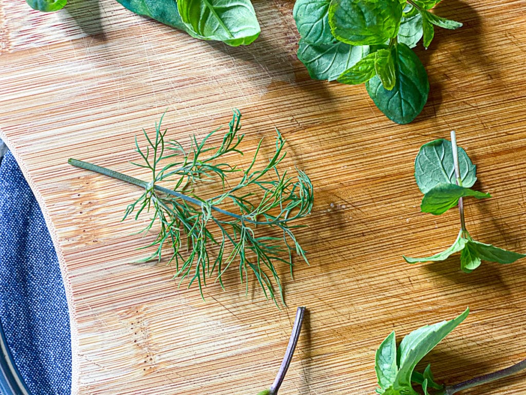 fresh dill from aerogarden indoor herb garden