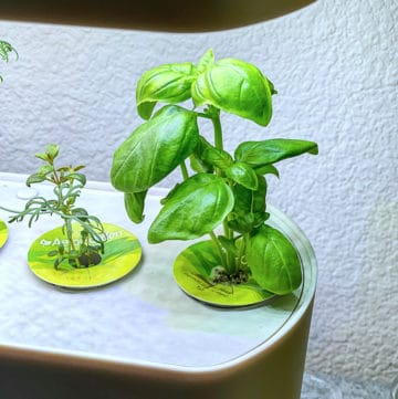 growing herbs for the first time in the Aerogarden feature