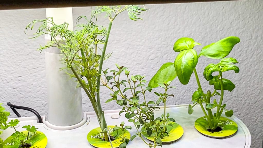 Aerogarden sprouting fresh herbs including dill thyme and genovese basil sprouting