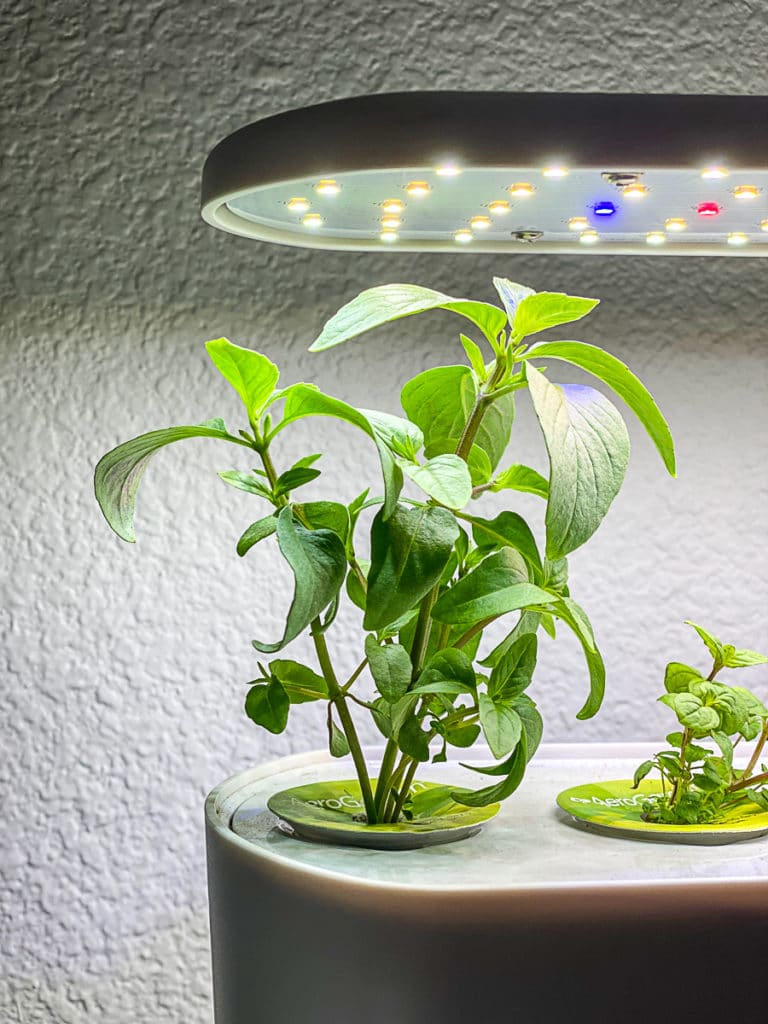 aerogarden herb system with thai basil growing