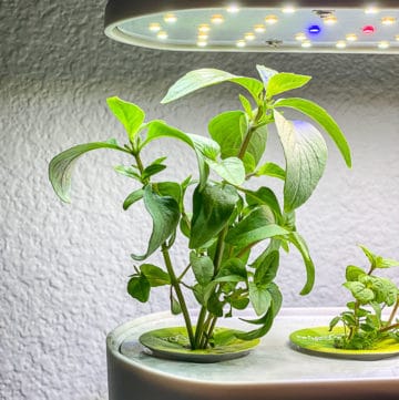aerogarden herb system with thai basil growing feature pic