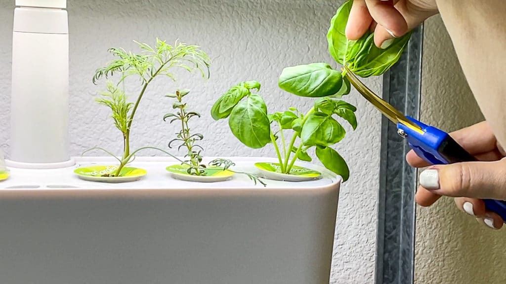 pruning and growing herbs in the aerogarden harvest slim