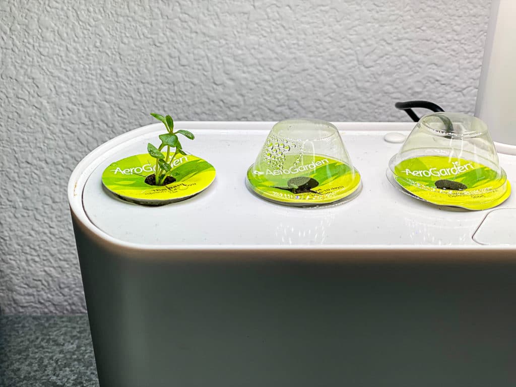 Basil Sprouting in the aerogarden