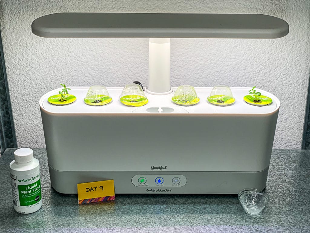 herbs starting to sprout in the aerogarden