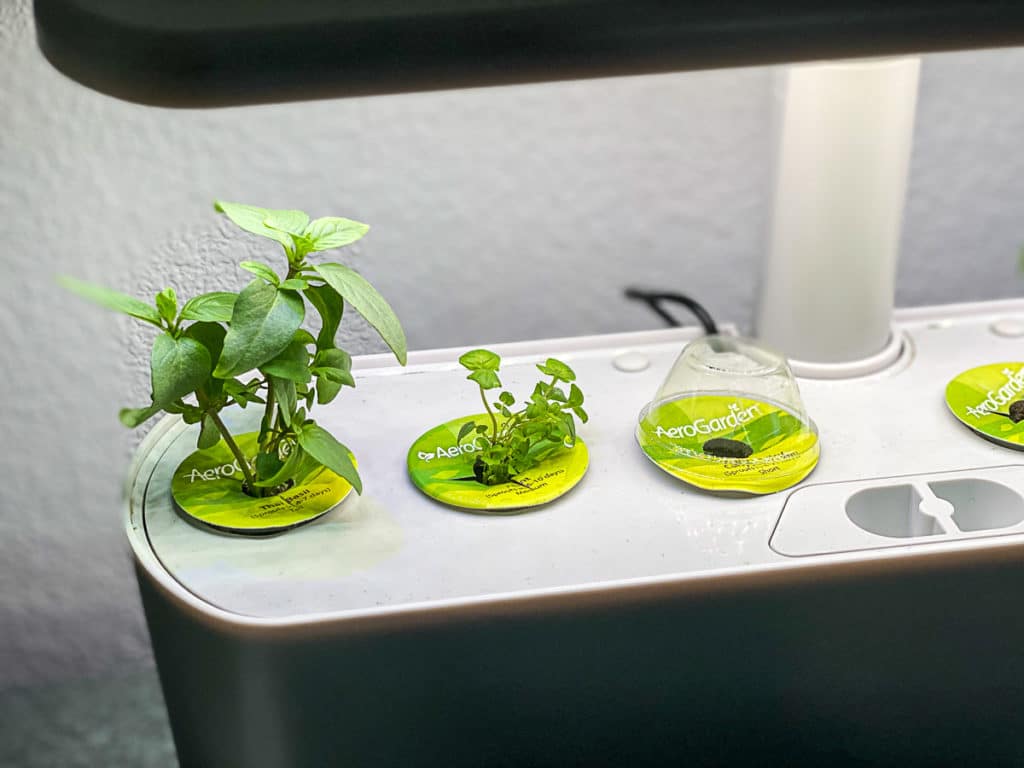 Aerogarden sprouting herbs