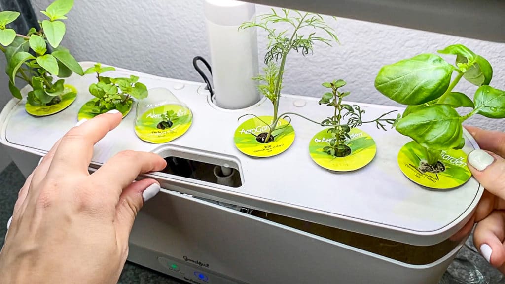 adding aerogarden herb pods back to fresh water