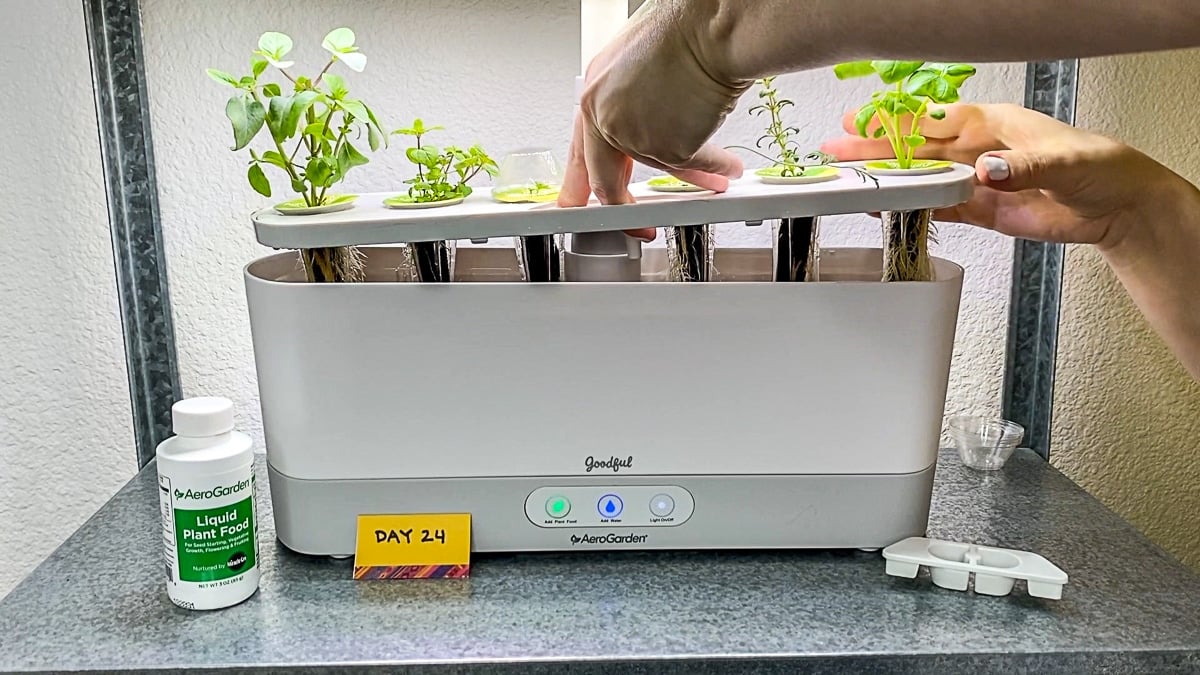 How Does Aerogarden Work: A First Month Overview | Sip Bite Go