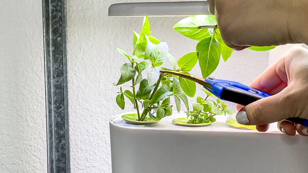 pruning aerogarden herbs