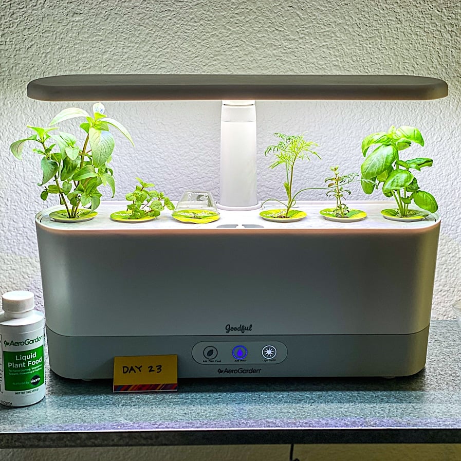 Aerogarden growing the first month