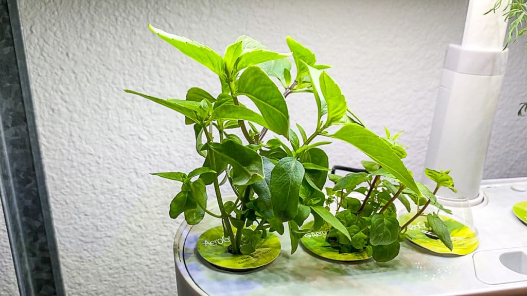 fresh herbs growing in aerogarden