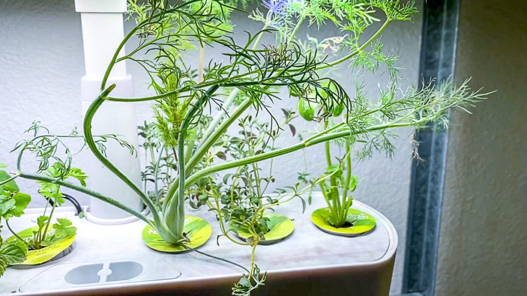 fresh dill growing indoors in an aerogarden herb garden system