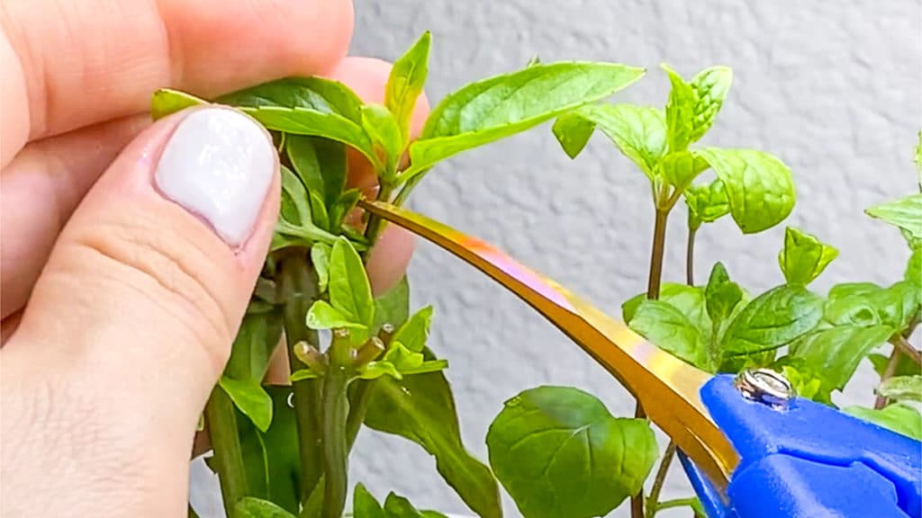 pruning fresh herbs to cook with