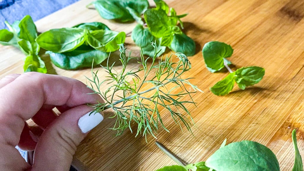 holding fresh dill from aerogarden herb garden