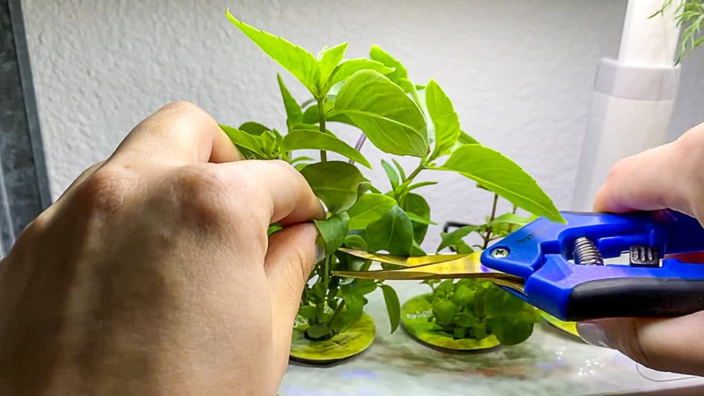 using herb shears to prune Aerogarden Harvest Slim